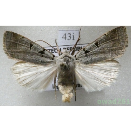 Eugnorisma glareosa (Esper, 1788) Czech43i